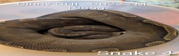 Python Snake reptiles for sale: Snakes for sale - Advert 6