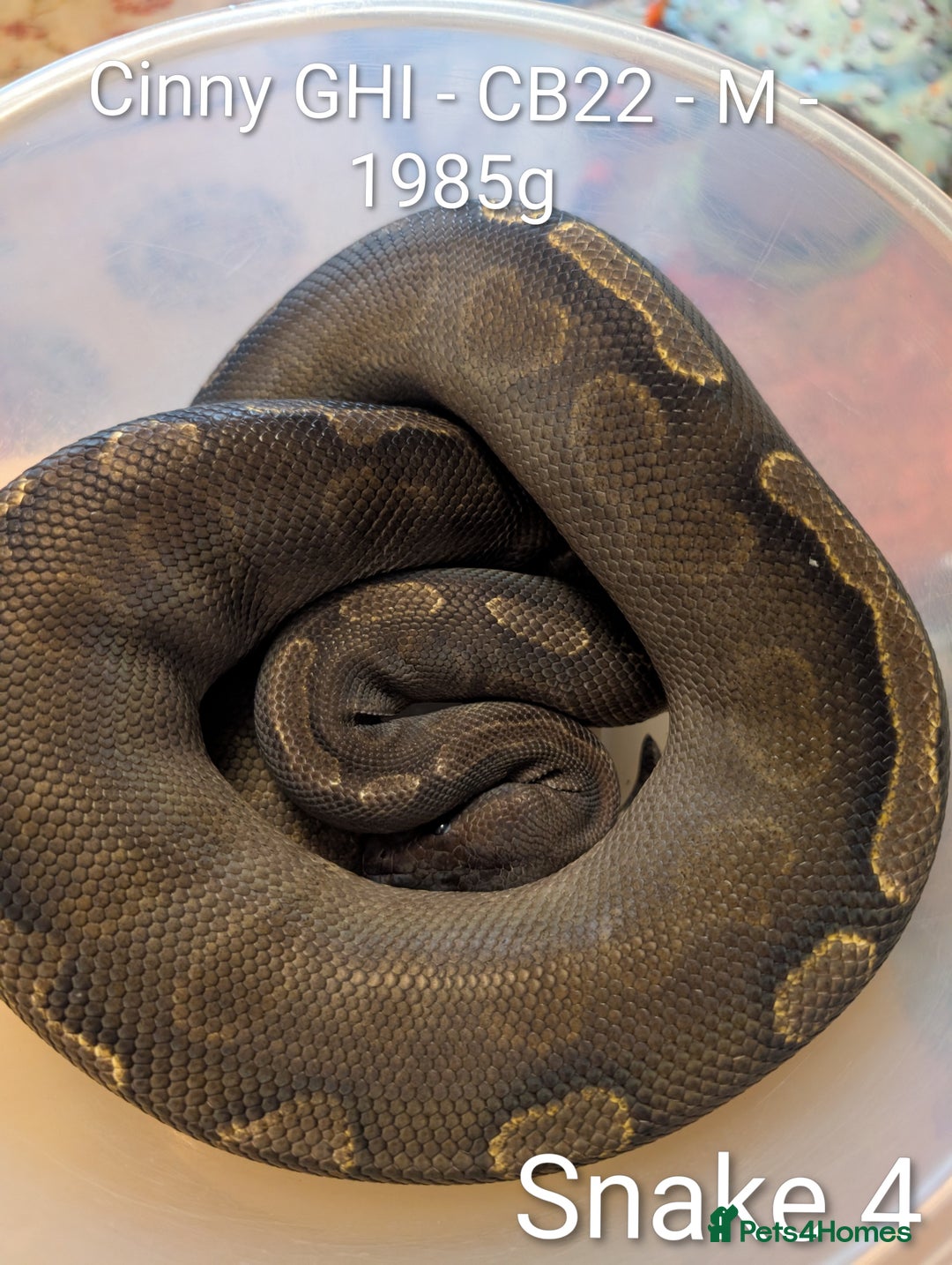 Python Snake reptiles for sale: Snakes for sale - Image 5