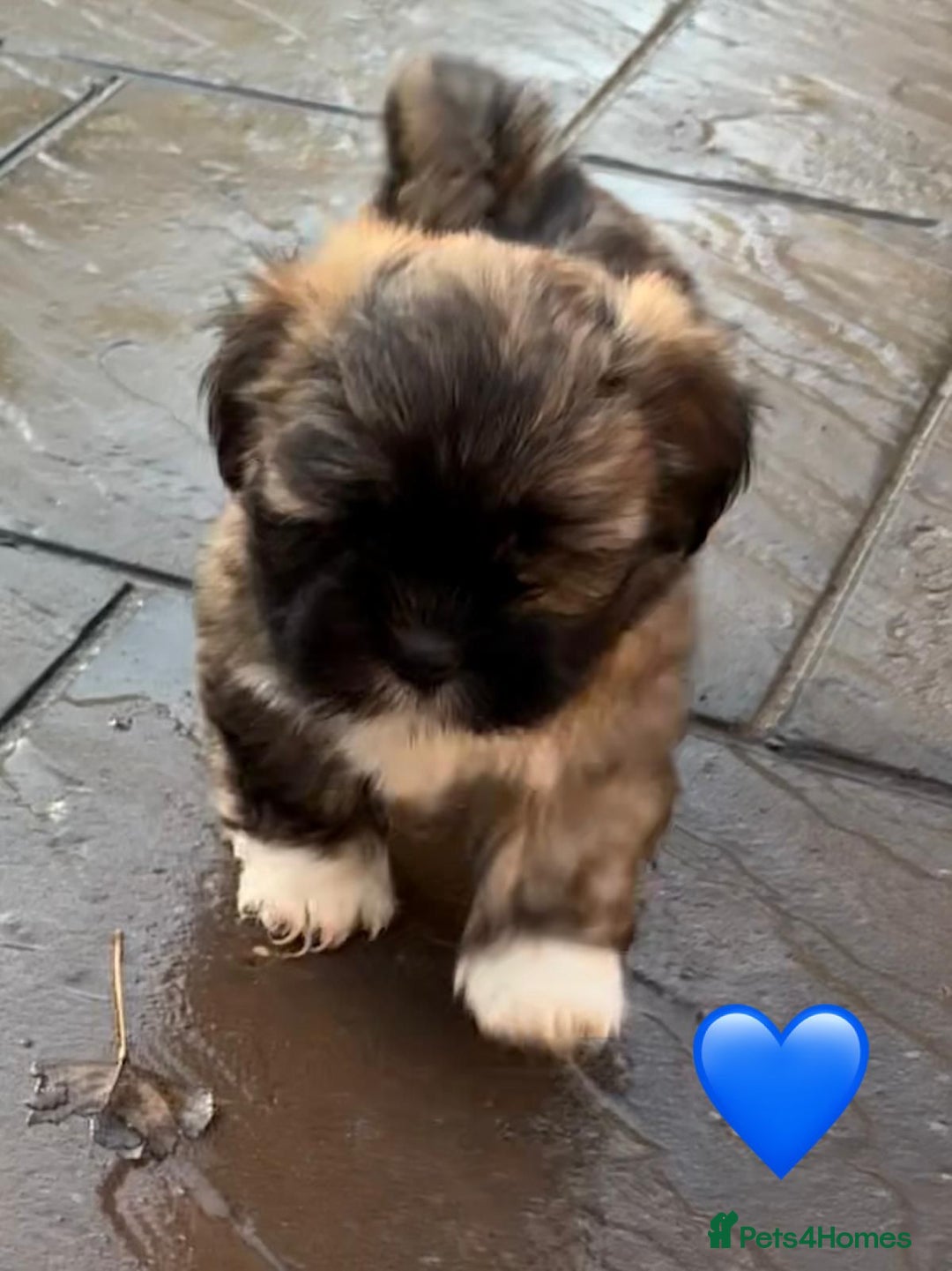 Lhasa Apso dogs for sale: Four Adorable Lhasa Apso Pups KC reg GPRA Clear - Advert 3