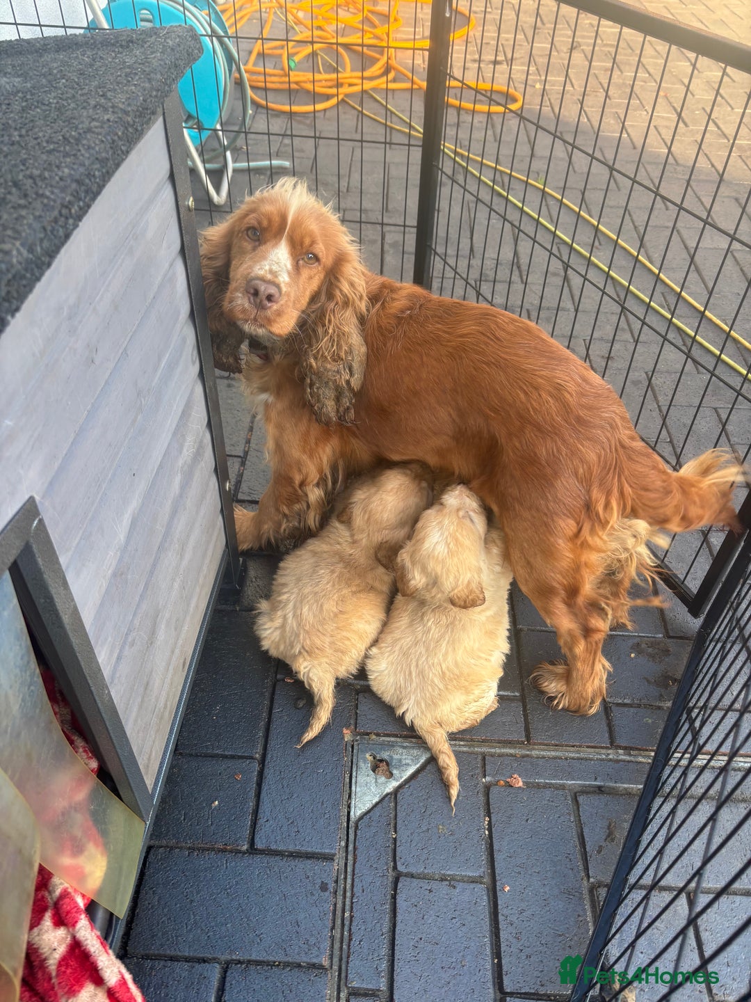 Cockapoo dogs for sale: Golden F1 cockpoo puppies  - Advert 17