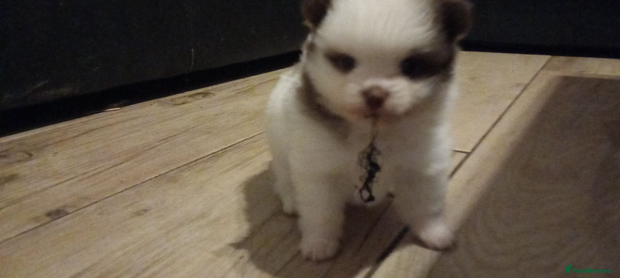 Pomeranian dogs Male pomerainian puppy available  - Advert 16