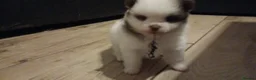 Pomeranian dogs for sale: Male pomerainian puppy available  - Advert 2
