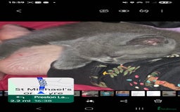 British Shorthair cats for sale: British Shorthair 1 little girl - Image 10