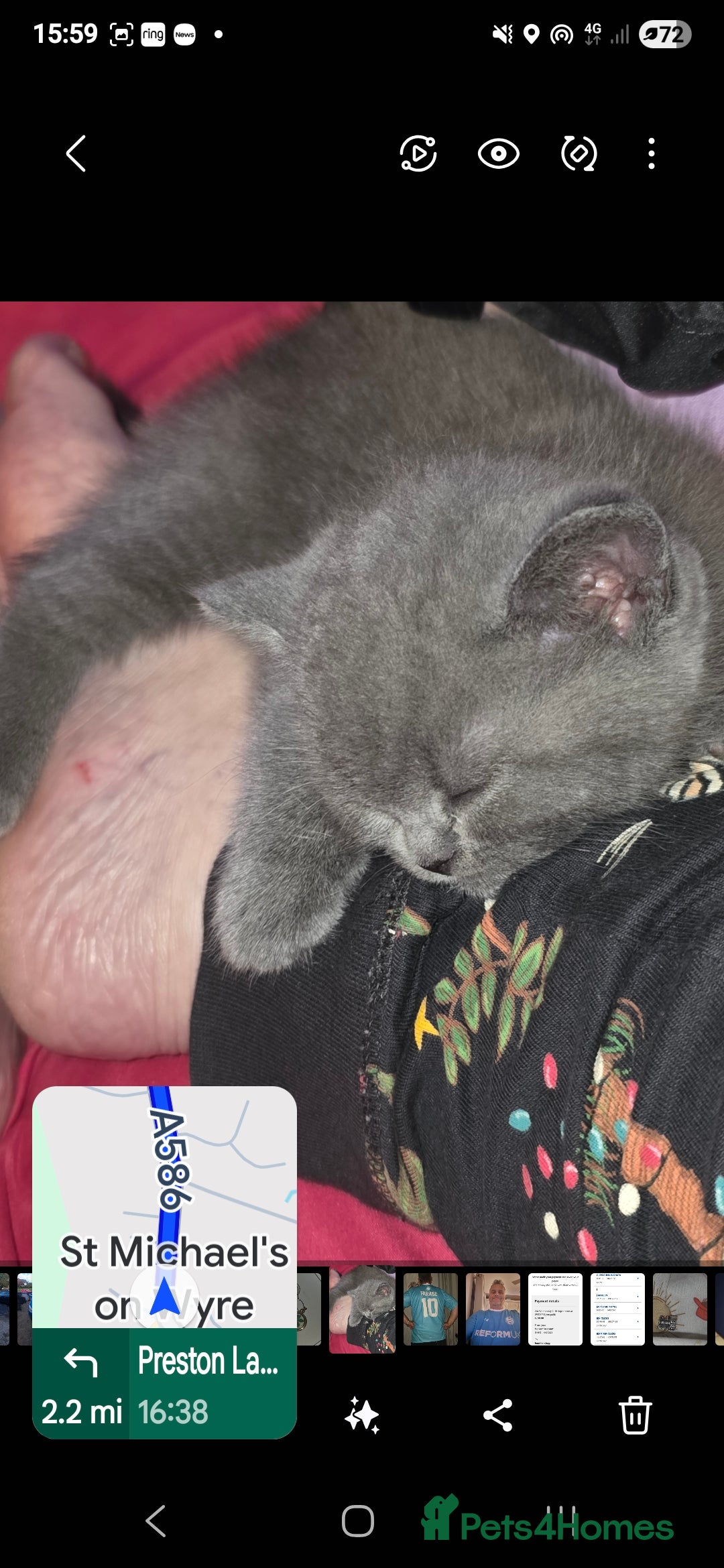 British Shorthair cats for sale: British Shorthair 1 little girl - Image 10