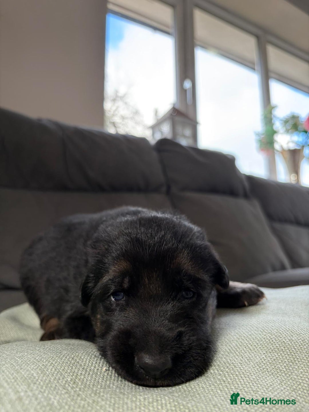 German Shepherd dogs for sale: German shepherd puppies  - Advert 29