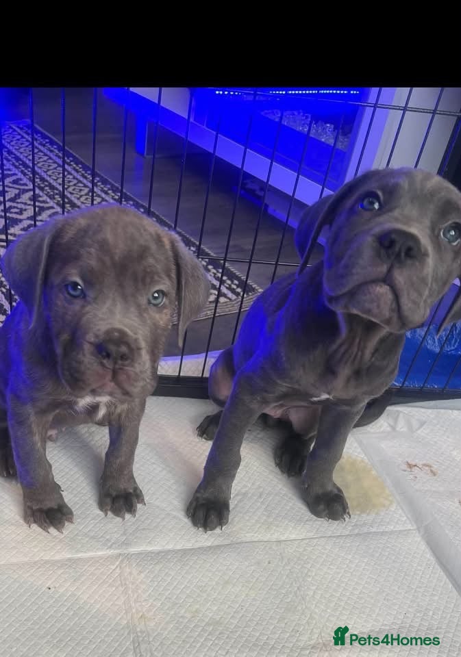 Cane Corso dogs LAST PUPPYS LEFT! Cane corso puppies for sale - Advert 1