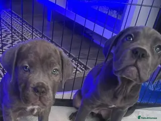Cane Corso dogs LAST PUPPYS LEFT! Cane corso puppies for sale - Advert 1