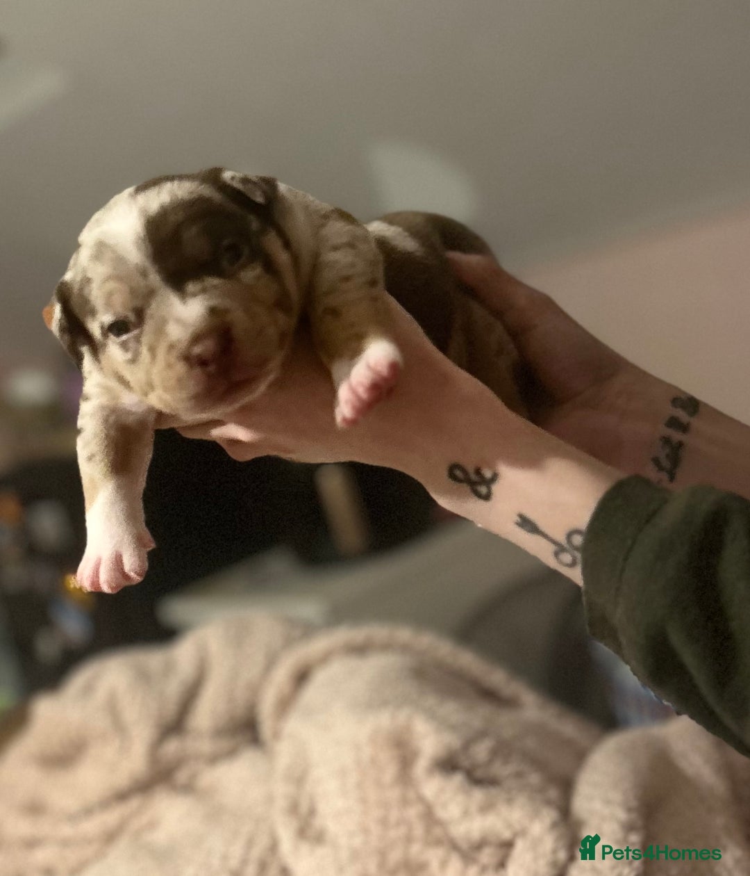 American Bully dogs for sale: Pocket Bully Litter - Image 12