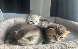 Mixed Breed cats for sale: Rare British Longhair x Scottish straight Kittens✨ - Image 6