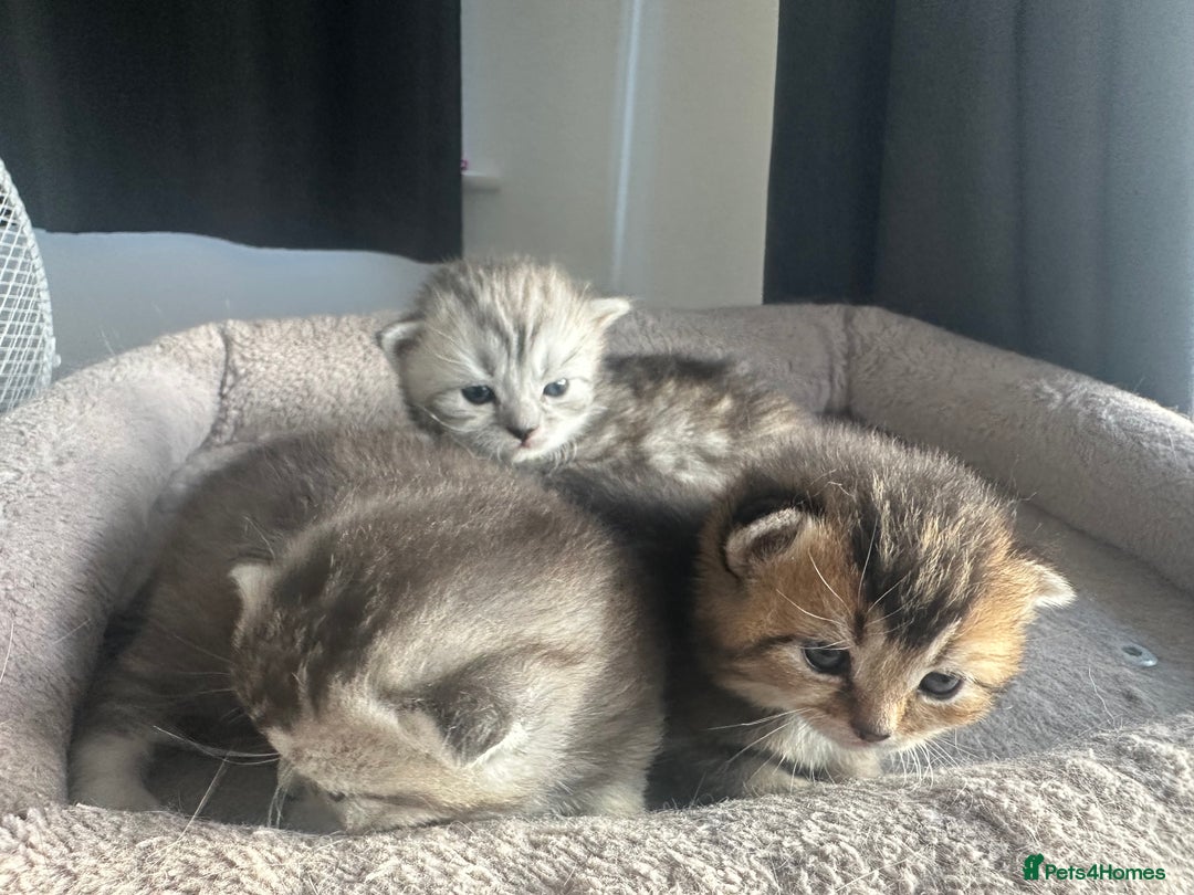 Mixed Breed cats for sale: Rare British Longhair x Scottish straight Kittens✨ - Image 6