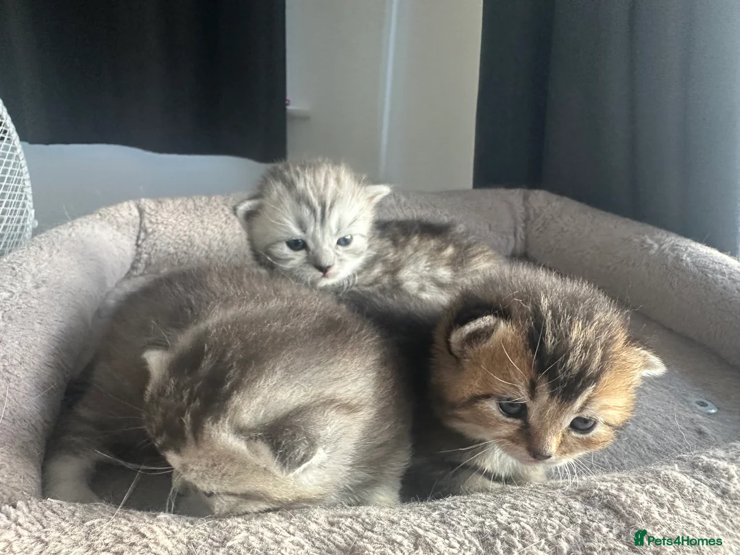 Mixed Breed cats for sale: Rare British Longhair x Scottish straight Kittens✨ - Advert 6