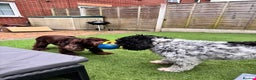 Cocker Spaniel dogs for sale: 5 year old show cocker - Advert 3