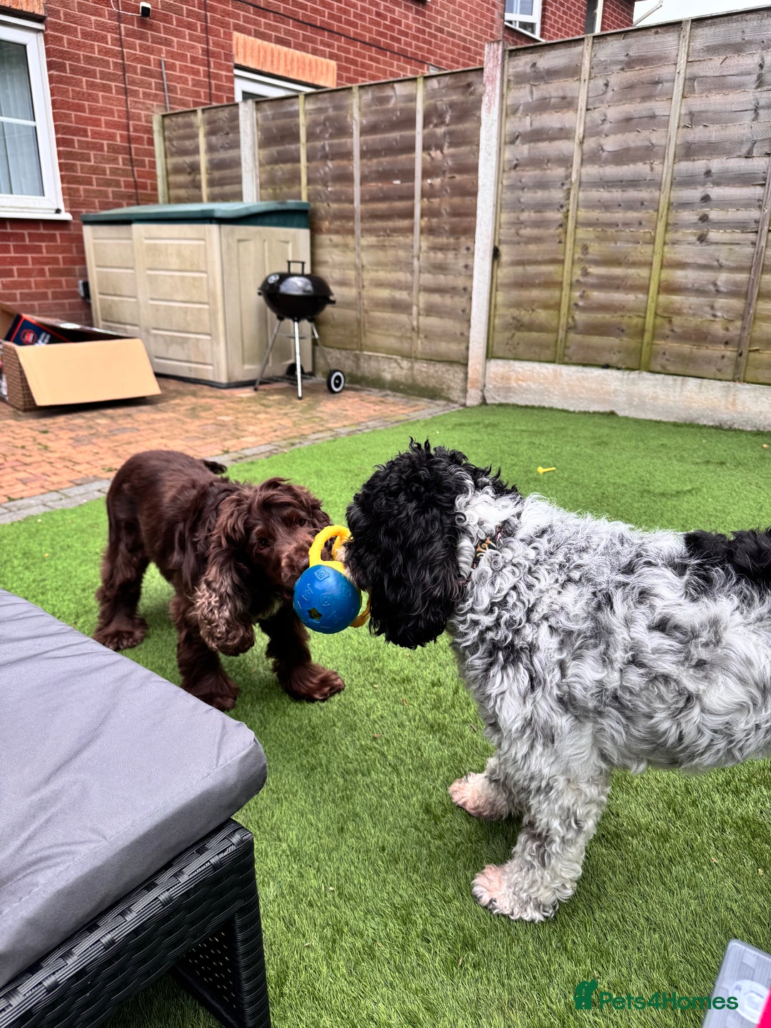 Cocker Spaniel dogs for sale: 5 year old show cocker - Advert 3