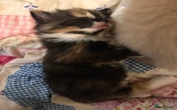 Domestic Shorthair cats for sale: 4 lovely little kittens  - Advert 16