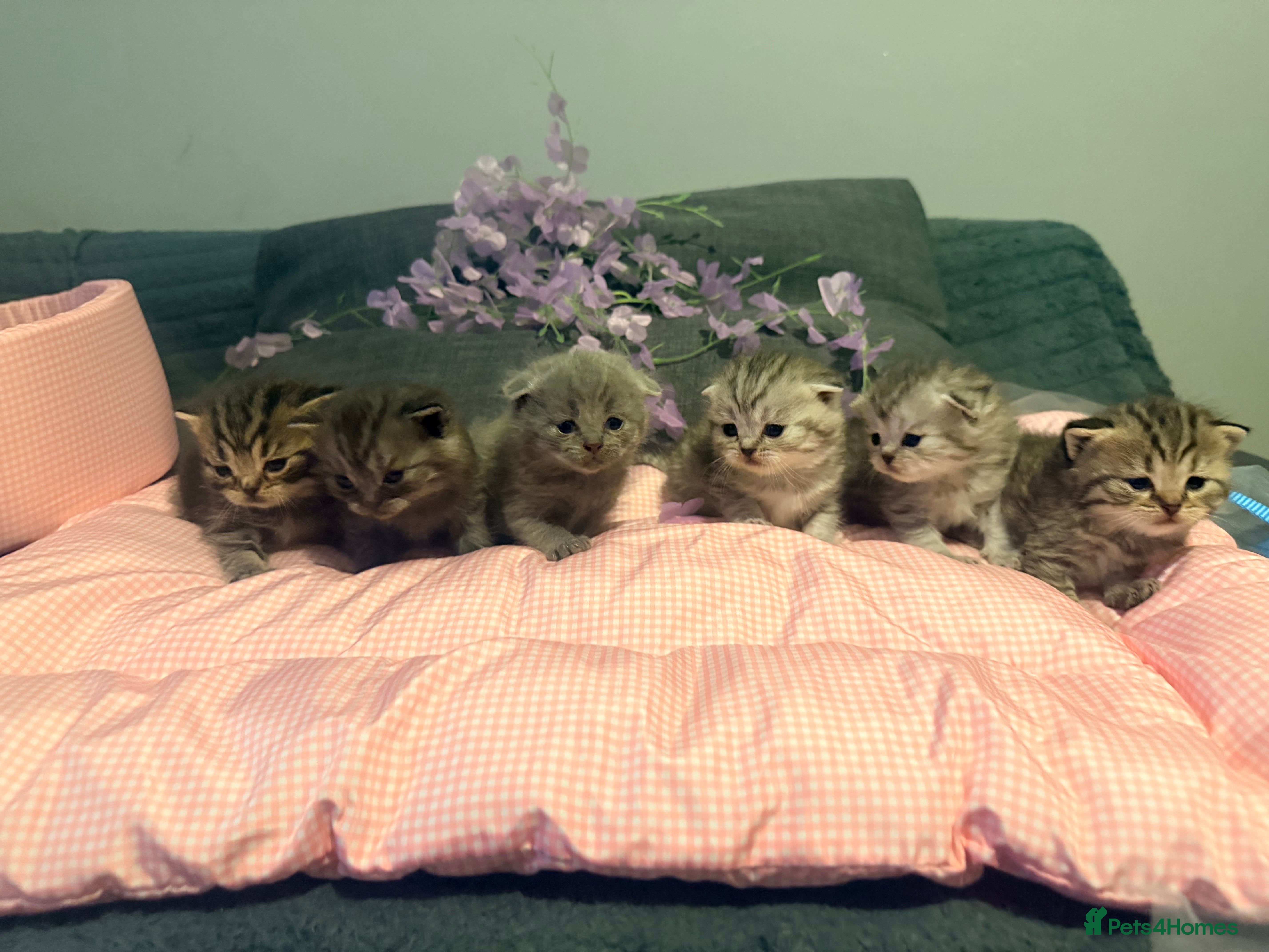 Scottish Fold cats 😏😊❤️Ready for reserve 😊😊😊😊 - Advert 1