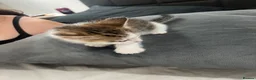 Mixed Breed cats for sale: 4 kittens  - Advert 12