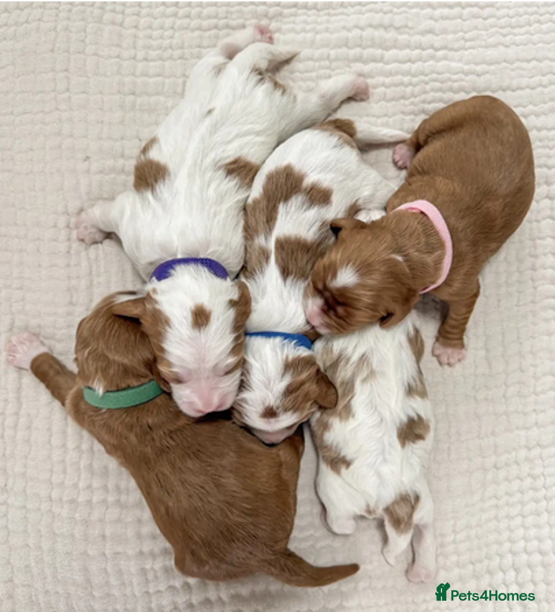 Cavapoo dogs for sale: ✨ Exceptional Toy Cavoodles – Carefully Bred - Advert 2