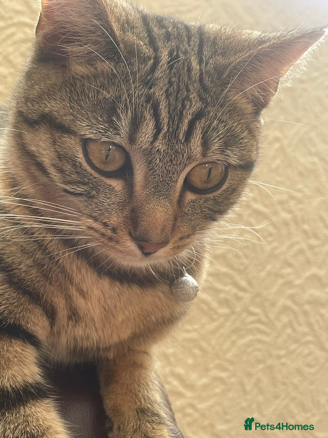 Domestic Shorthair cats for sale: brown tabby domestic shorthair - Advert 7