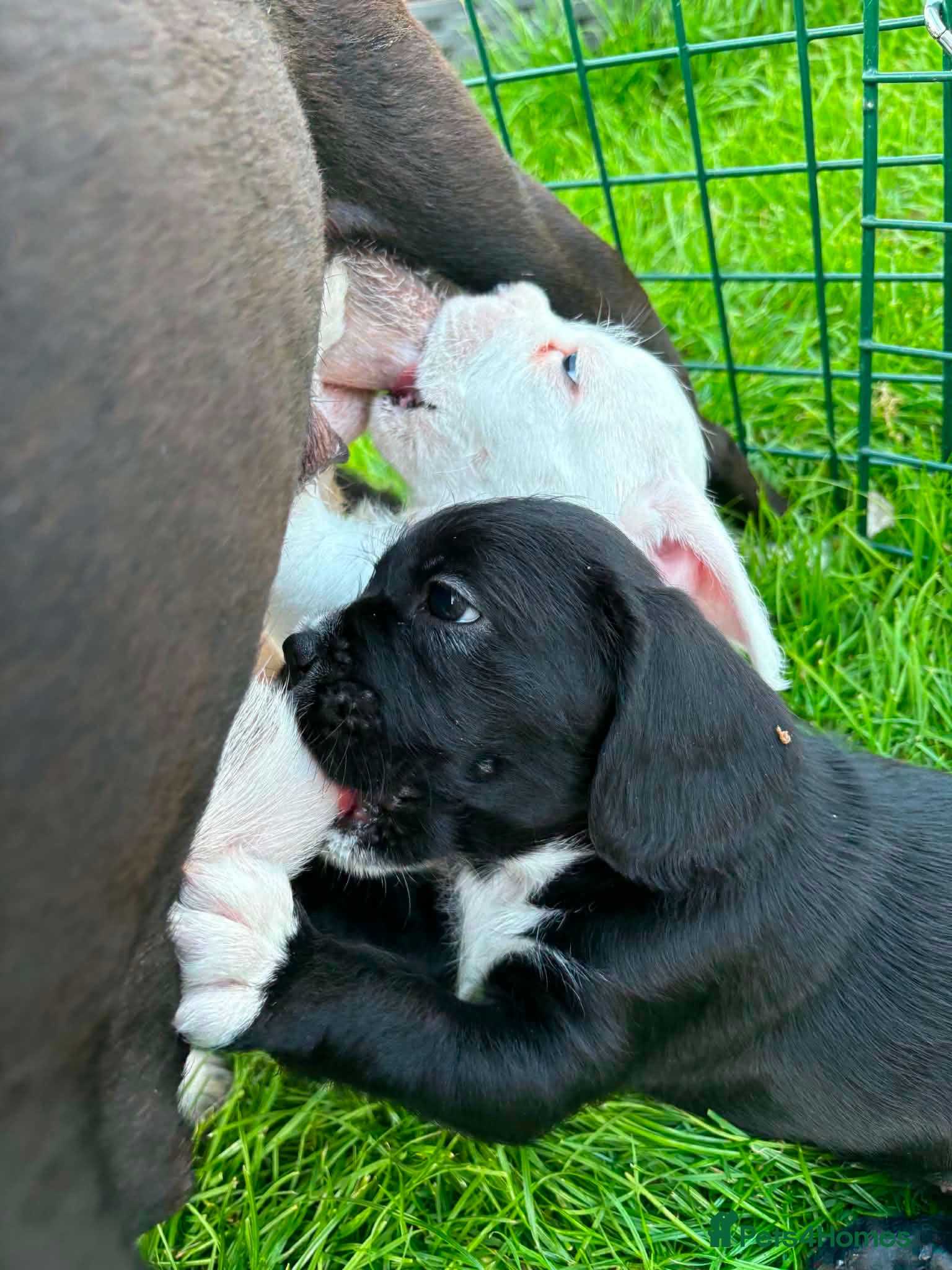 Mixed Breed dogs Ready to leave pugmation puppies - Advert 6