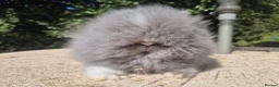 Angora rabbits for sale: ❤️STUNNING TEDDYDWERG BABIES- IMPORTED PARENTS ❤️ - Advert 3