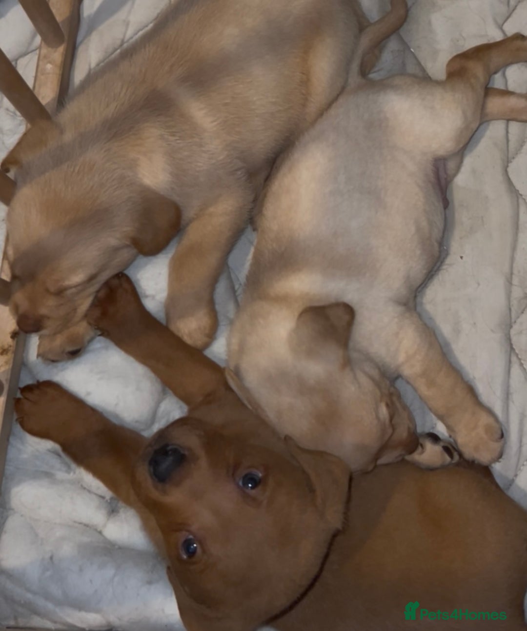 Labrador Retriever dogs for sale: Labrador Puppies - Advert 16