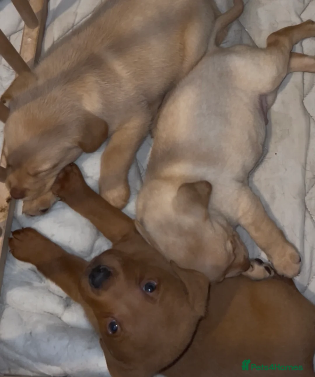 Labrador Retriever dogs for sale: Labrador Puppies - Advert 16