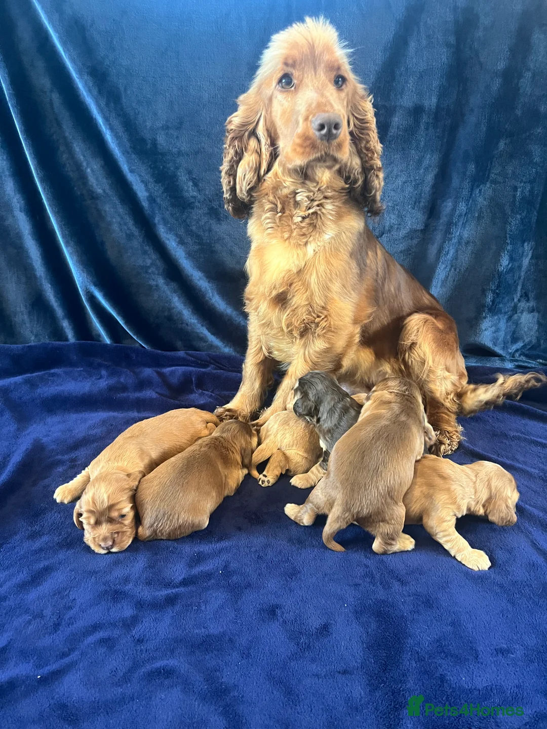 Cocker Spaniel dogs for sale: KC REG SHOW TYPE. HEALTH TESTED PARENTS  - Advert 6