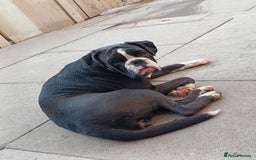 Boxer dogs for sale: 🐾 Boxer Dog for Sale KC registered  - Image 3