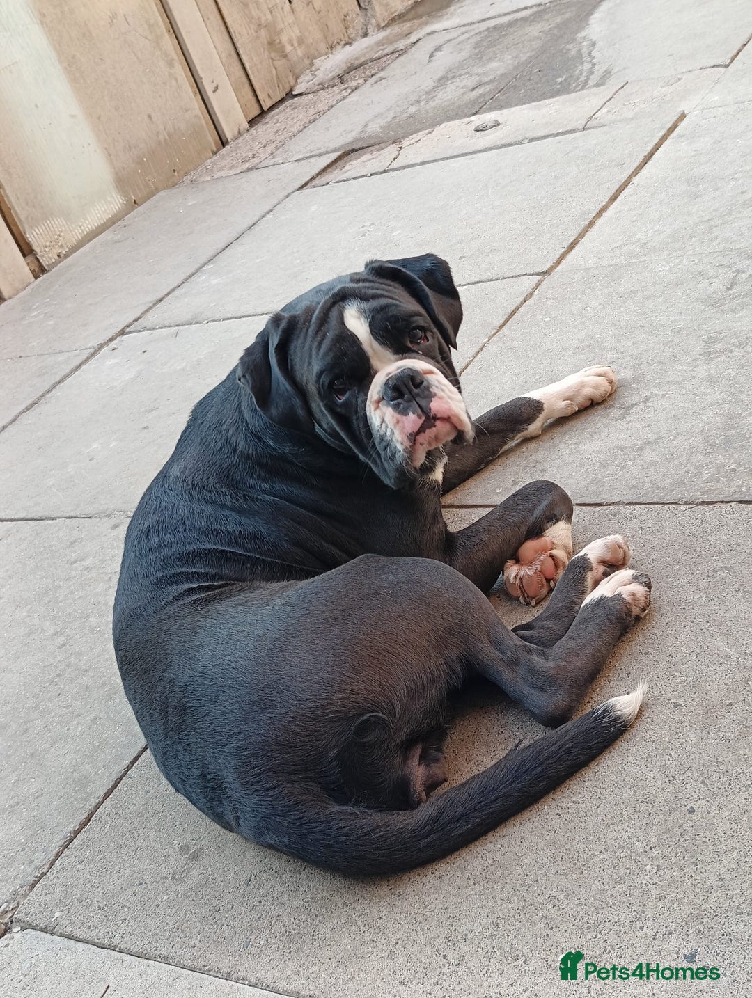 Boxer dogs for sale: 🐾 Boxer Dog for Sale KC registered  - Image 3