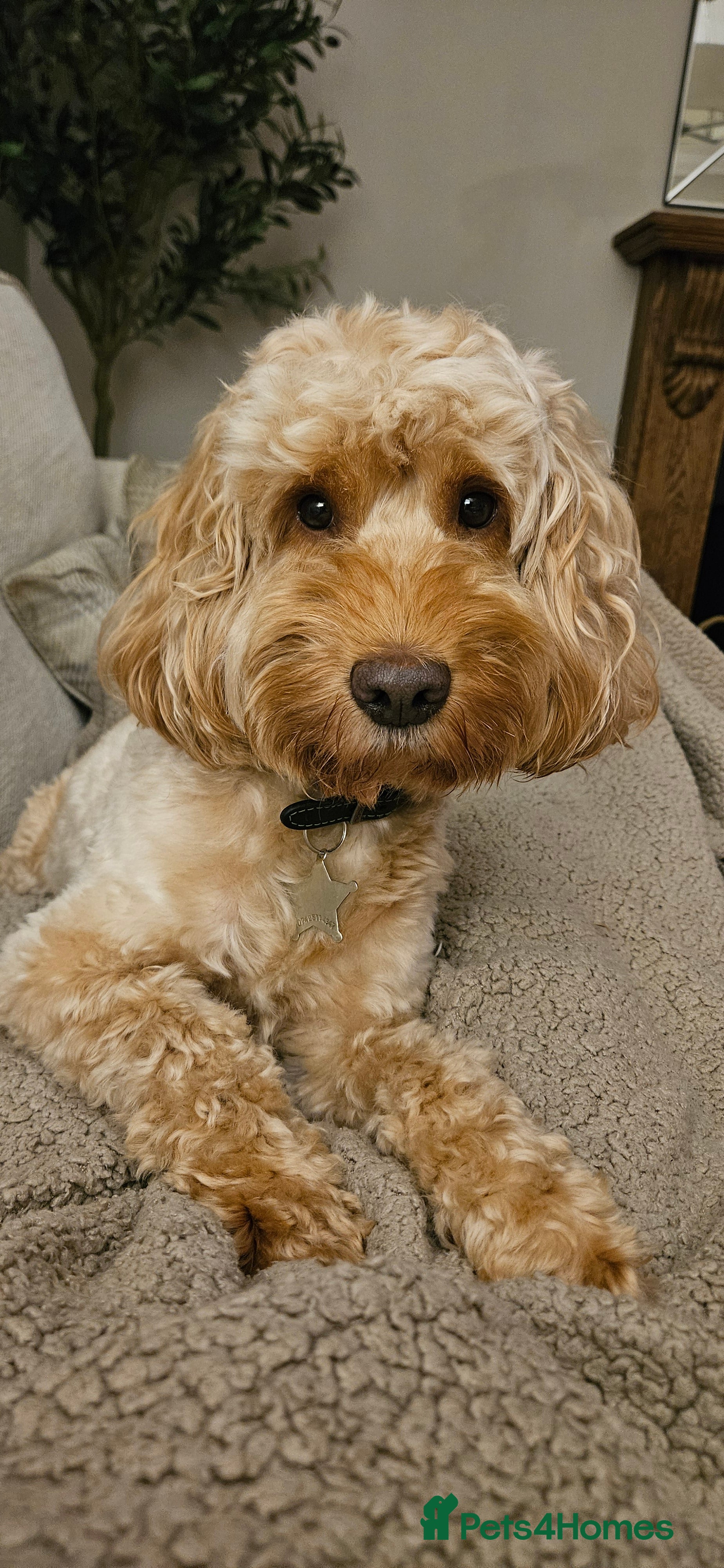 Cockapoo dogs Lovely proven F1 cockapoo for stud -Health Checked in Lanark - Advert 5