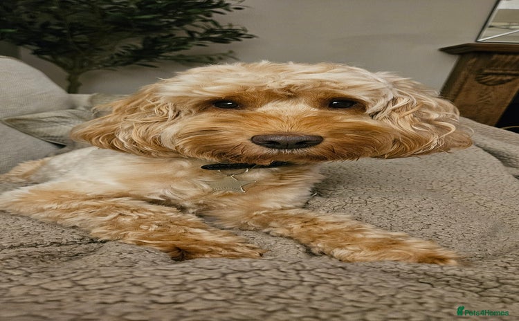 Cockapoo dogs in Lanark - Advert 2