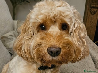 Cockapoo dogs in Lanark - Advert 3