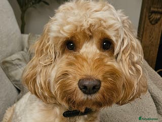 Cockapoo dogs Lovely proven F1 cockapoo for stud -Health Checked in Lanark - Advert 8