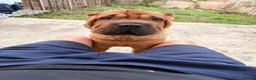 Shar Pei dogs for sale: 11month old Shar pei boy for sale  in London - Advert 1