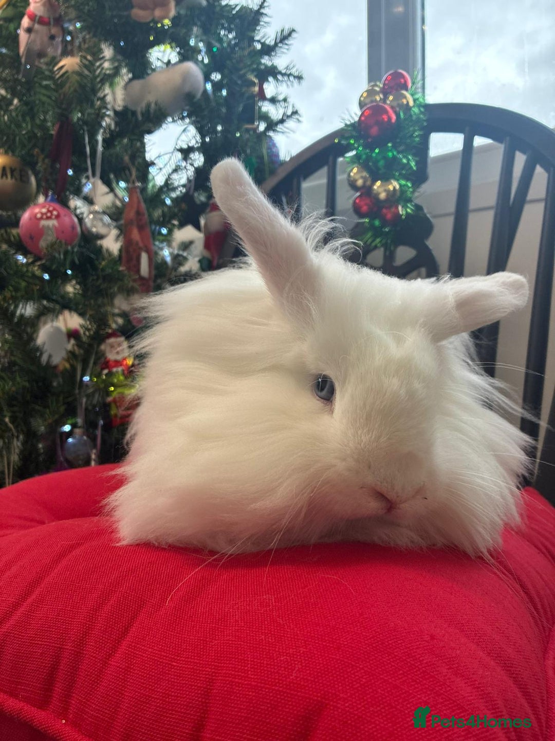 Angora rabbits for sale: Teddy widder male for sale  - Advert 4