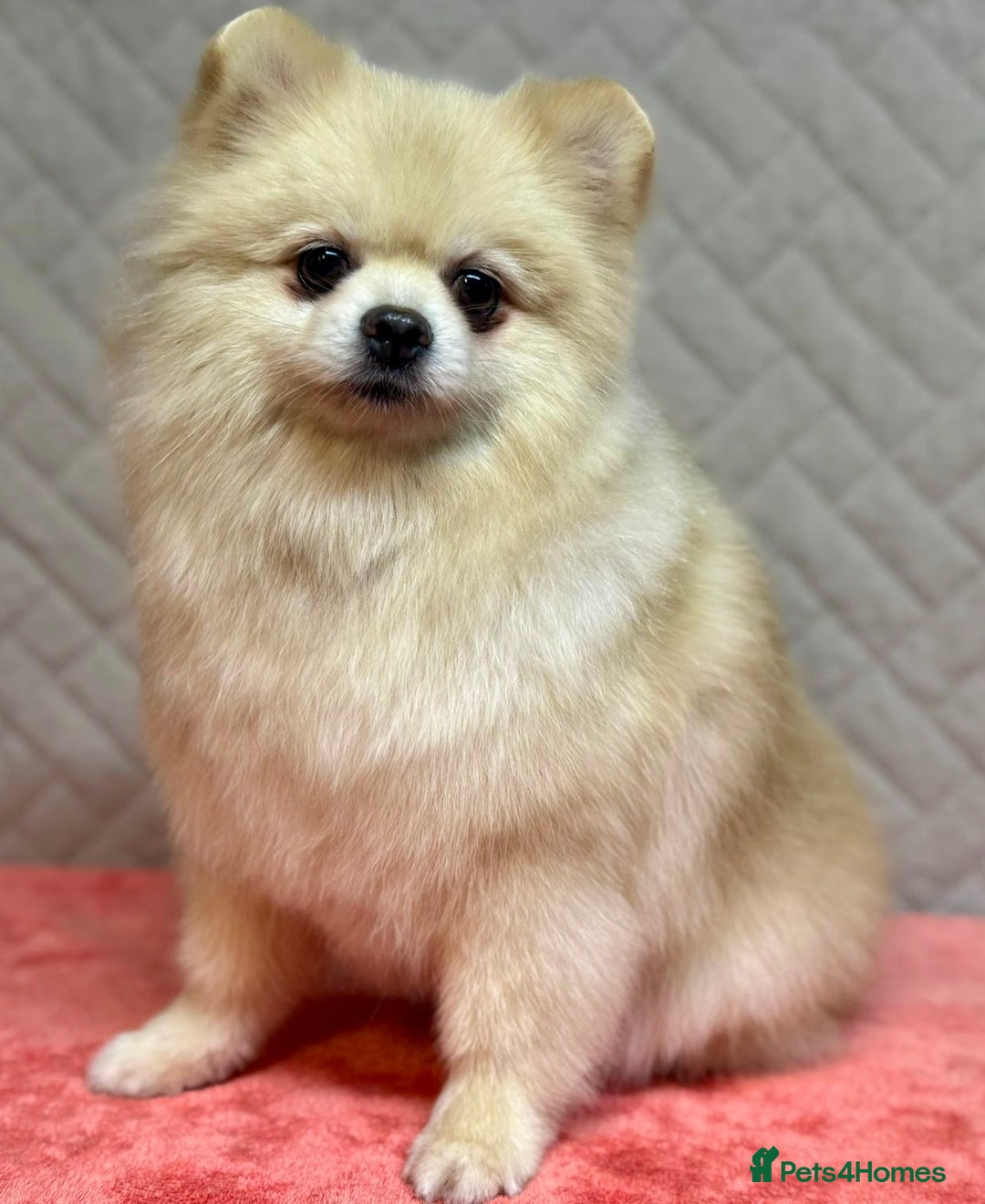 Pomeranian dogs for adoption: Teddy: The Little Heart That Refused to Break - Image 4