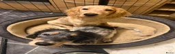 Cocker Spaniel dogs for stud: 2 beautiful cocker spaniels available for stud in Luton - Advert 4