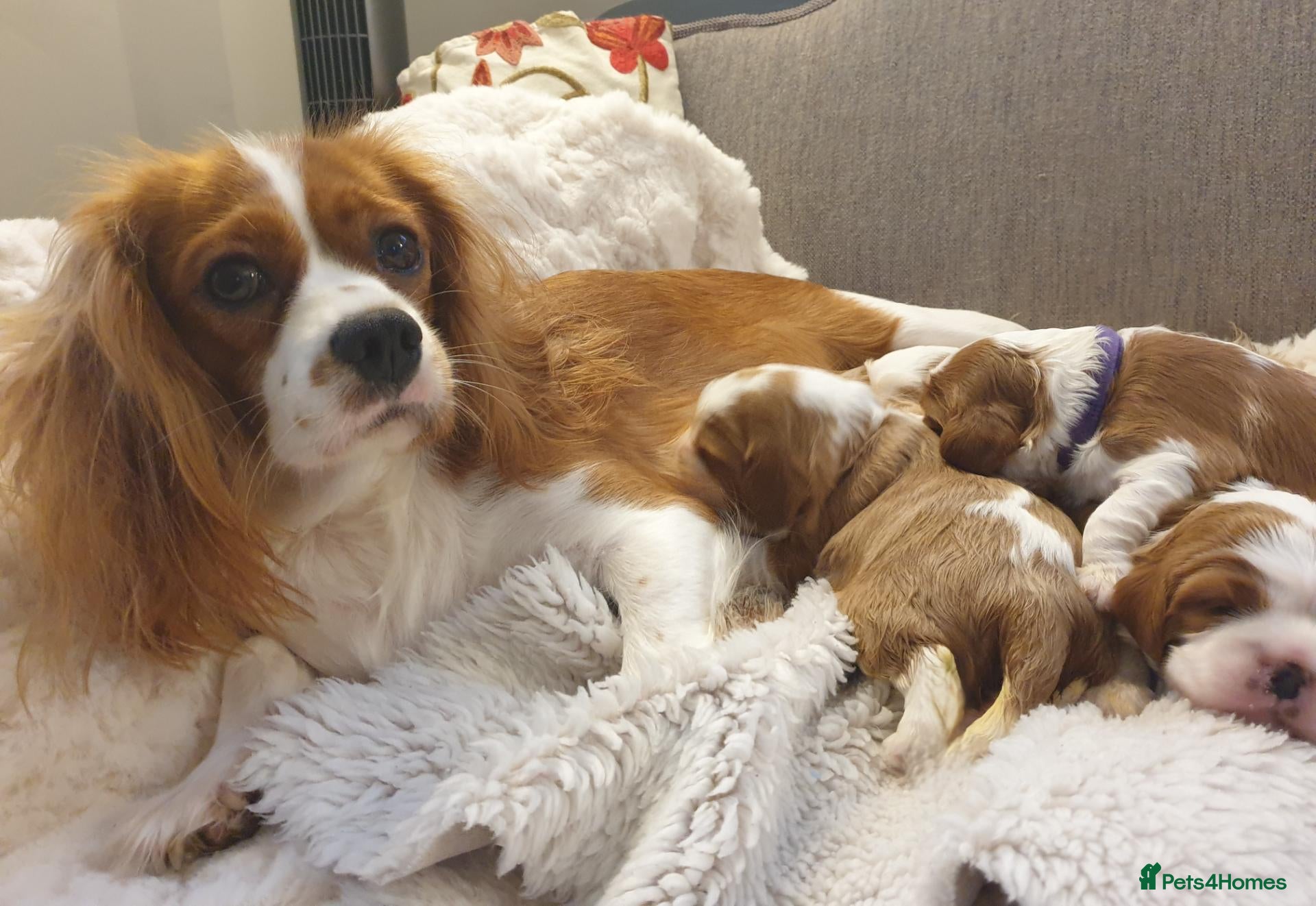Cavalier King Charles Spaniel dogs K.C. reg. Cavalier King Charles Spanel - Advert 1