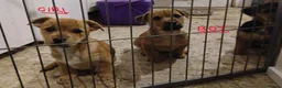 Jack Russell dogs for sale: Broken Coat Tan Jack Russells - Advert 6