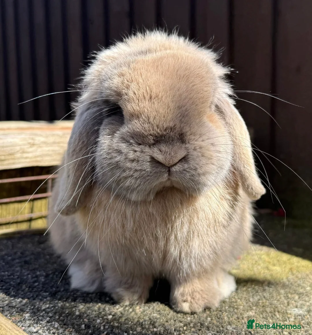 Mini Lop rabbits for sale: Lightly marked blue torted Harli buck mini lop - Advert 2