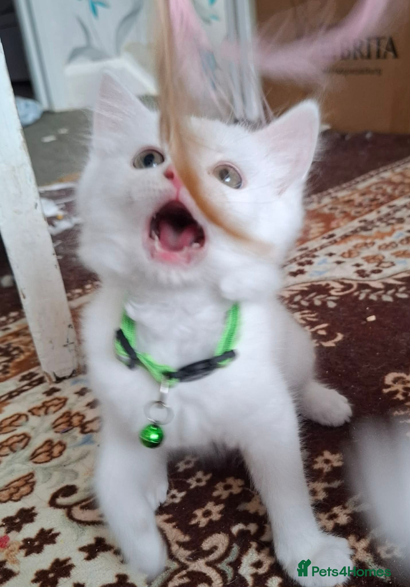 Mixed Breed cats for sale: 3 White Boy Kittens For Sale - Advert 10