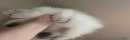 British Longhair cats for sale: Golden British longhair pure bloodline  - Advert 25