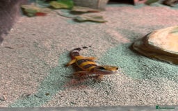 Leopard Gecko reptiles for sale: MIXED LEOPARD GECKOS  - Image 2
