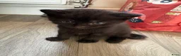 Mixed Breed cats for sale: 3 beautiful kittens  - Advert 10