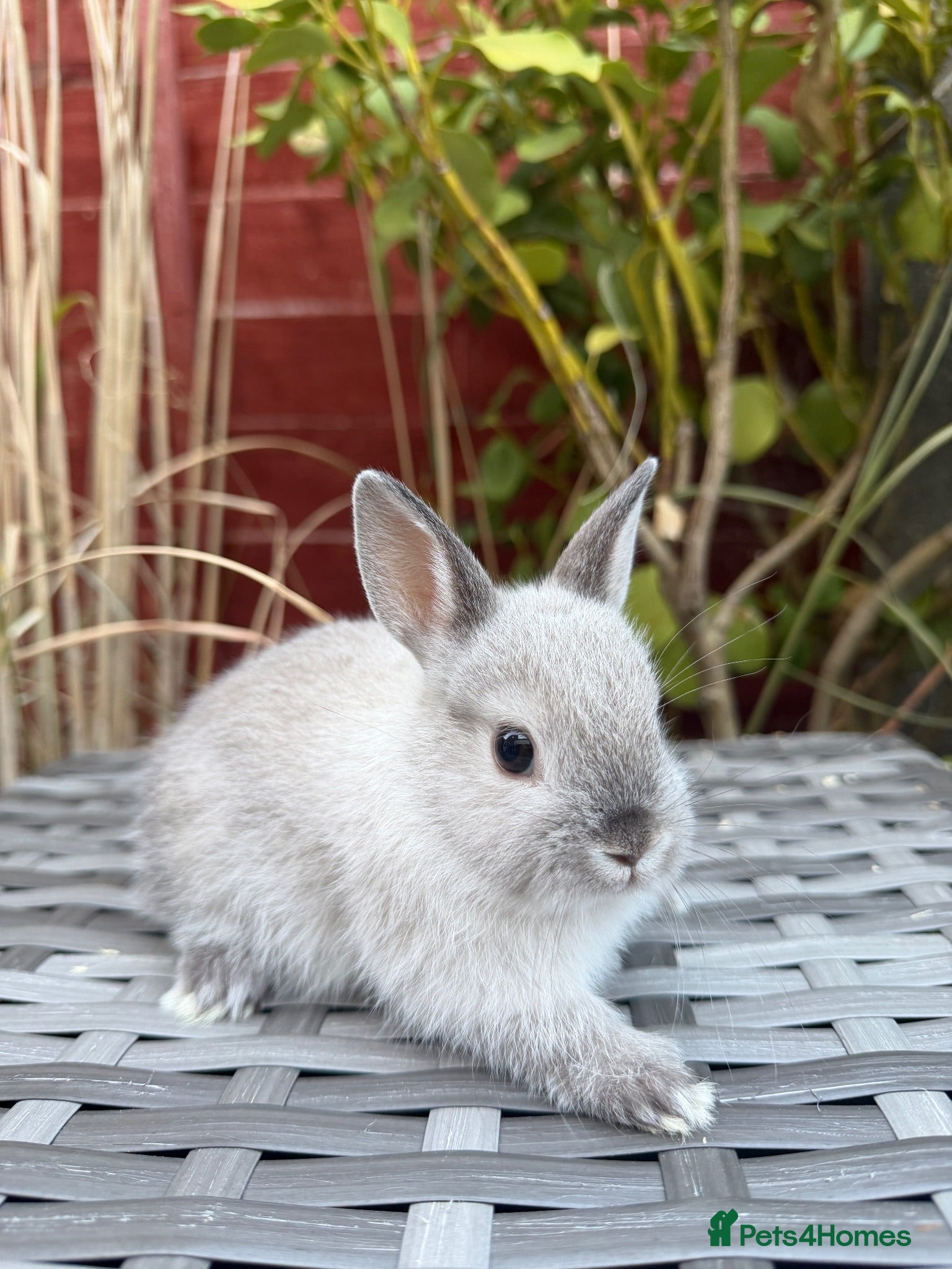 Netherland Dwarf rabbits Purebred Netherland Dwarf - Advert 2
