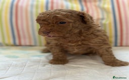 Toy Poodle dogs for sale: Tiny toy poodle boys  - Advert 26