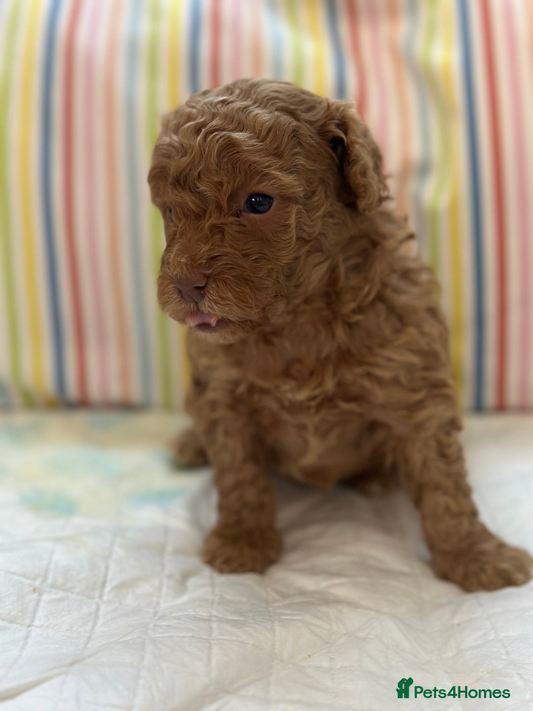 Toy Poodle dogs for sale: Tiny toy poodle boys  - Advert 26