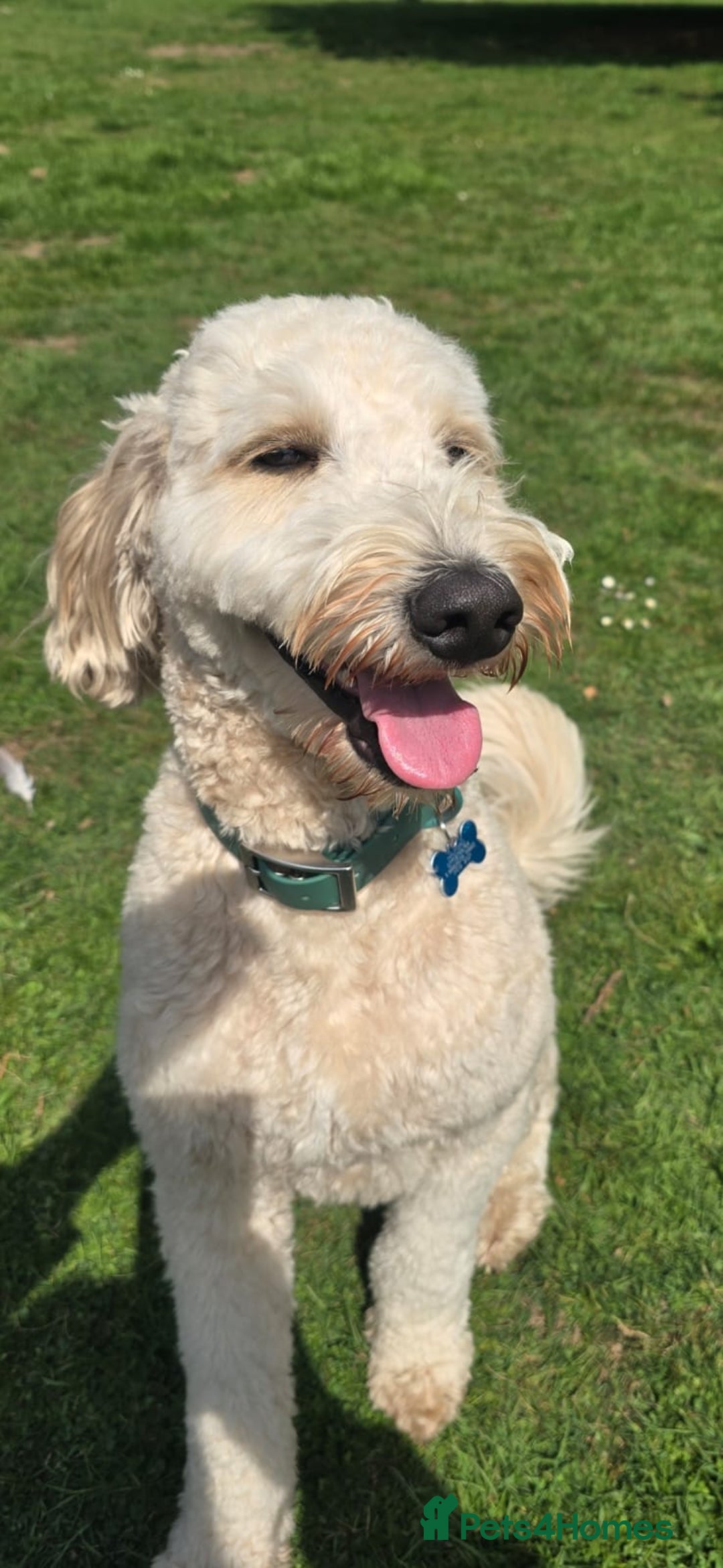 Labradoodle dogs for stud: Bailey: Top-Temperament Proven Stud - Advert 6