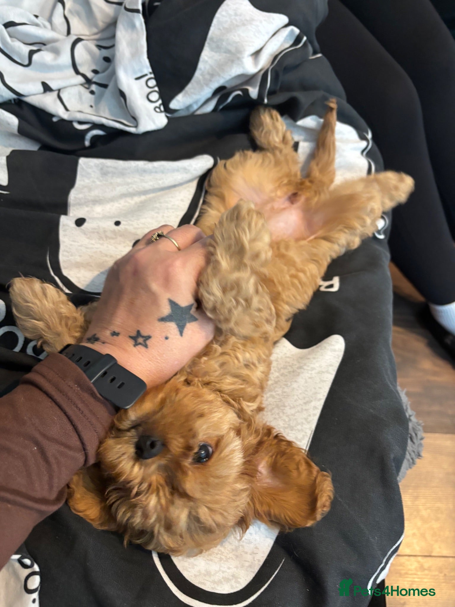 Cavapoo dogs **READY NOW** 2 stunning female Cavapoo puppies  - Advert 2
