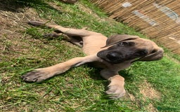 Great Dane dogs for sale: Only 3 left - Pedigree Great Dane Puppies in Dumfries - Image 5